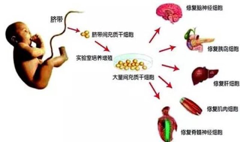 干细胞存储：未来医疗科技的革新力量