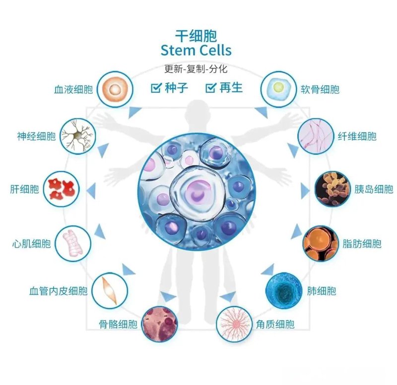 博雅干细胞存储：数据对比下的优劣势理性分析