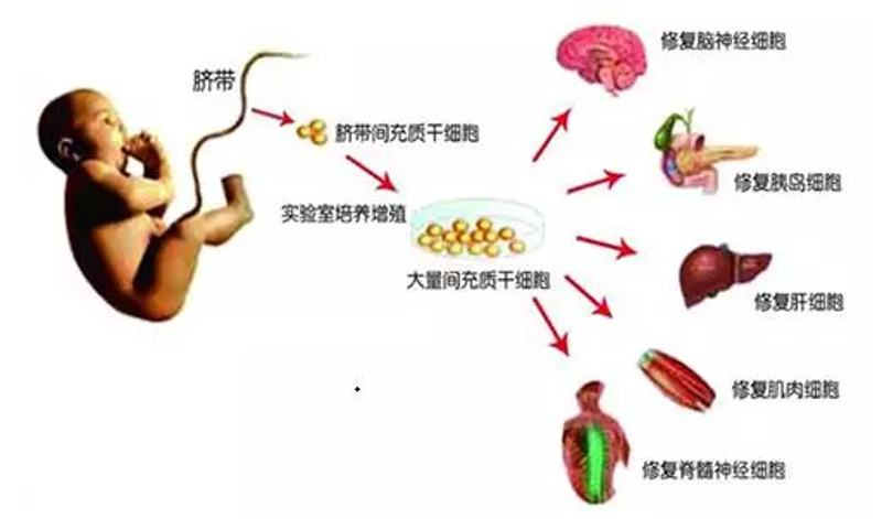 干细胞存储：一个普通家庭的“生命备份”真实案例